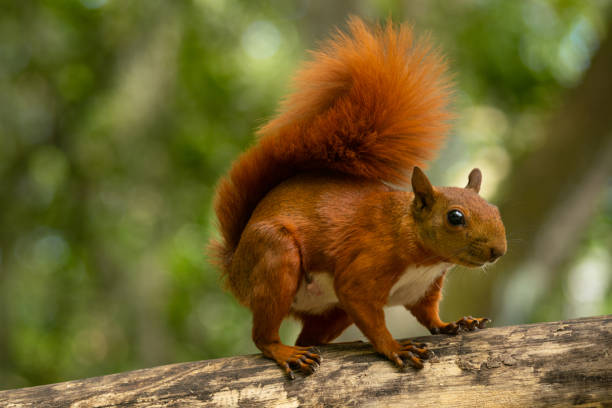 istock Squirrel on the branch of a tree 1301058788