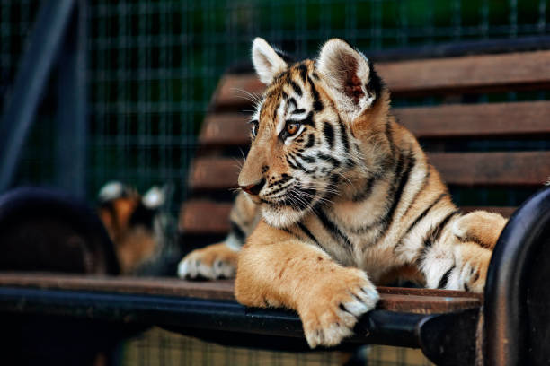 istock Little tiger cub playing. young Tiger 1301059717
