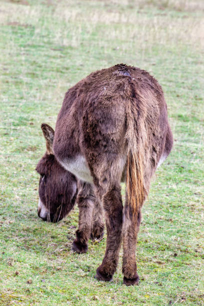 istock Donkey grazing on green grass 1301060067
