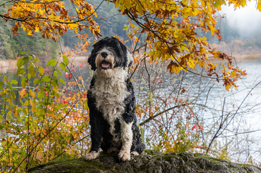 Black and white Portuguese Water Dog sitting on a rock beside Matheson Lake on a misty autumn day on Vancouver Island, Canada