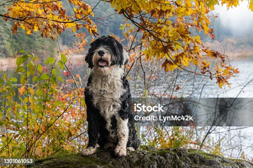 580+ Portuguese Water Dog Stock Photos, Pictures & Royalty-Free Images - iStock | Portuguese water dog white background, Portuguese water dog vector, Portuguese water dog puppy 580+ Portuguese Water Dog Stock Photos, Pictures & Royalty-Free Images - Istock | Portuguese Water Dog White Background, Portuguese Water Dog Vector, Portuguese Water Dog Puppy