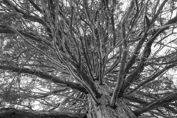 istock Looking up into a Giant Sequoia Redwood Tree branches perspective. Black and white photography. 1301061075