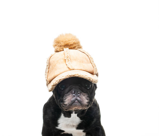 istock image of dog cap white background 1301061079