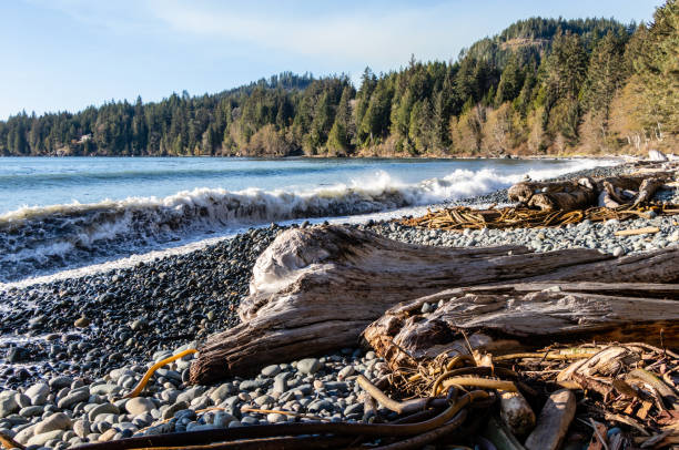 istock Waves breaking on a forest lined rocky beach covered in driftwood 1301061114