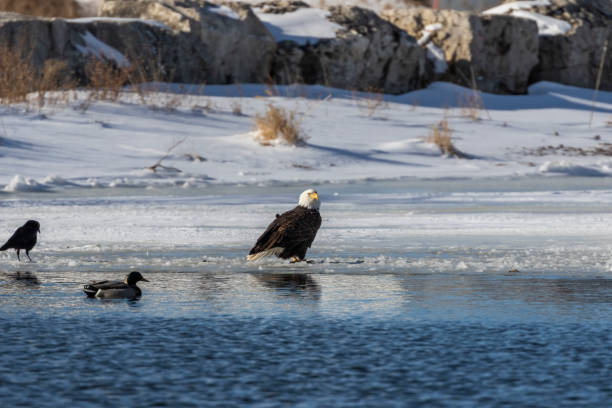 istock Bald eagle, American crow and mallard duck on a freezing river 1301061170