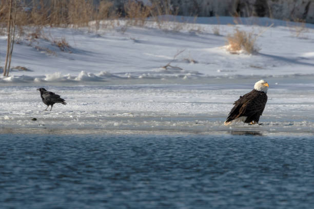 istock Bald eagle, American crow and mallard duck on a freezing river 1301061178