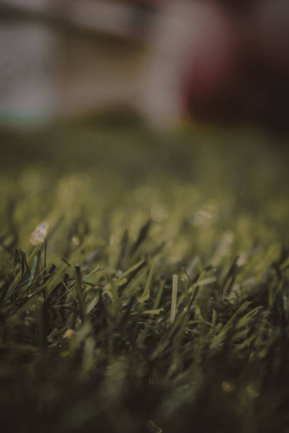istock Grass - stock photo 1301062082