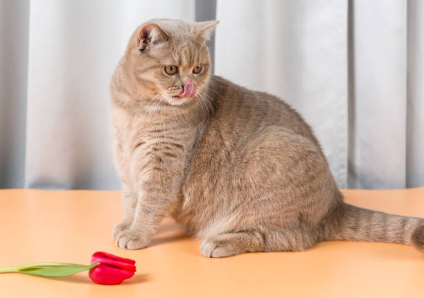 un chat britannique de shorthair s’assied à côté de la fleur rouge de tulipe et lèche ses lèvres. langue rose - phlegmatic photos et images de collection