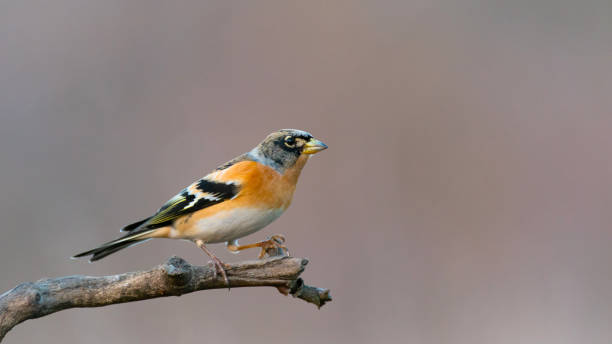 istock Brambling fringilla montifringilla sits on a beautiful branch 1301064107
