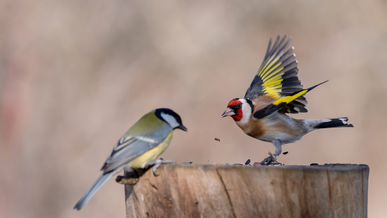goldfinch, carduelis carduelis on the bird feeder.