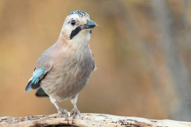 istock Eurasian Jay Garrulus glandarius, sitting in a beautiful light 1301064126