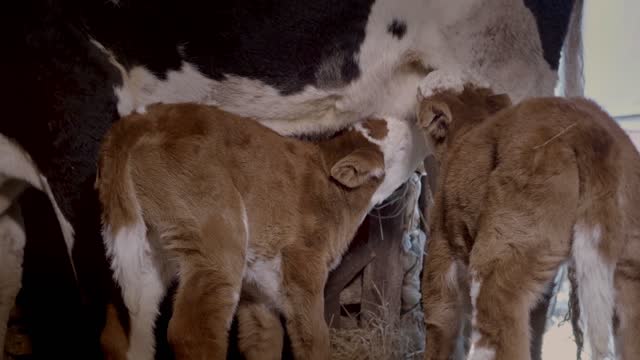 Beautiful Twin Calf Milking Cow In a Stable on a Farm