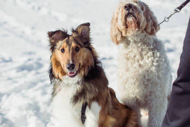 istock Woman  walking with her dogs 1301064800