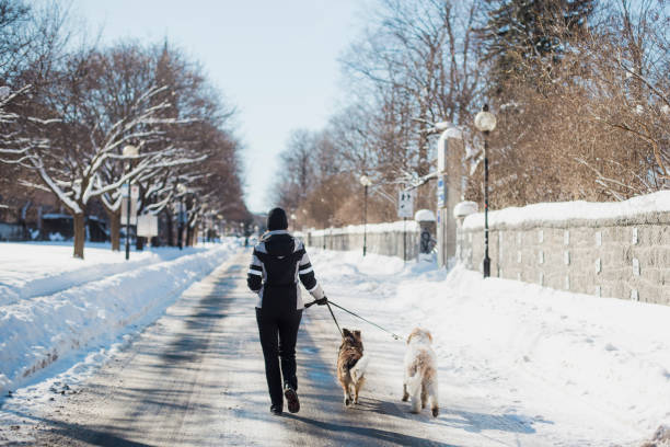 Man with two dogs walking on snowy country road in winter.
