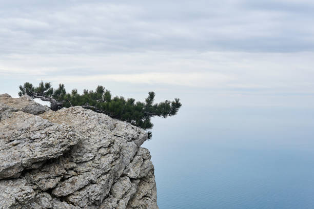 istock mountain pine hides from the wind on a sheer cliff above the sea 1301064951