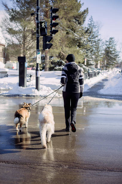 istock Woman walking with her dogs 1301064953