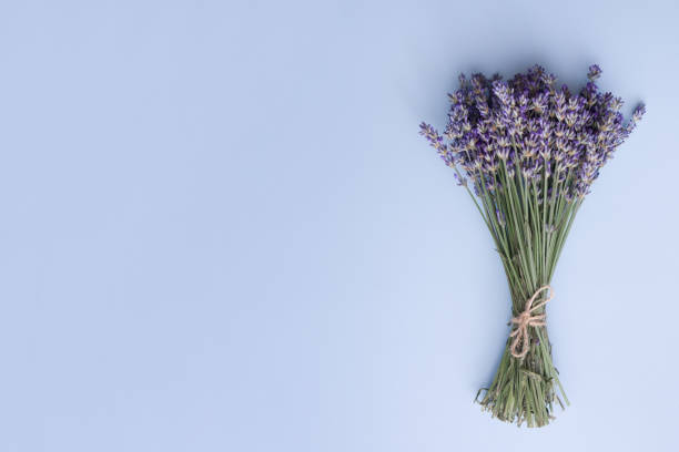 istock Top view lavender flowers in a bunch on a blue background. Summer, spring minimal concept with copy space 1301065309