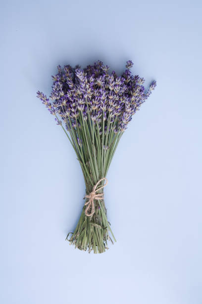 istock Top view lavender flowers in a bunch on a blue background vertical photo 1301065341