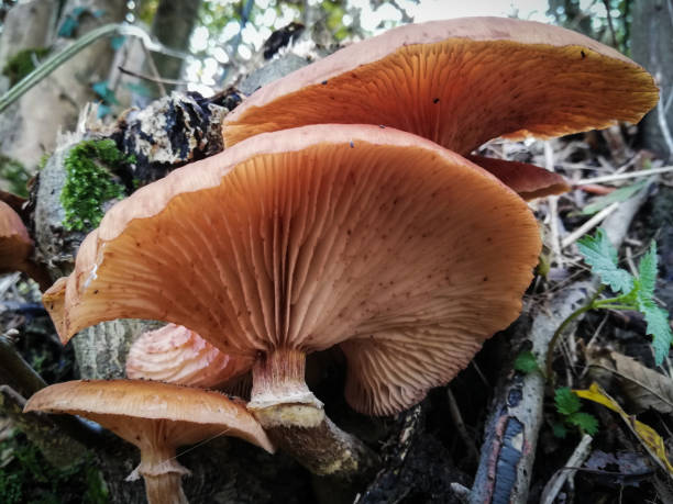 istock group of three brown orange mushrooms view from under 1301067643
