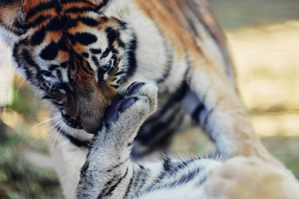 istock Little tiger cub playing. young Tiger 1301067933