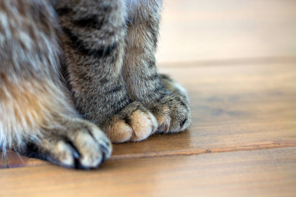 Side view shot of cute soft cat paws while sitting on table.