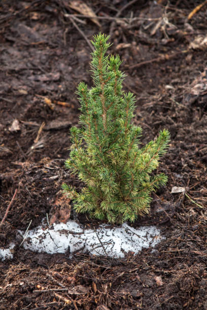 istock Caucasian fir needles from an old Christmas tree scattered in a thin layer on the lawn 1301068460