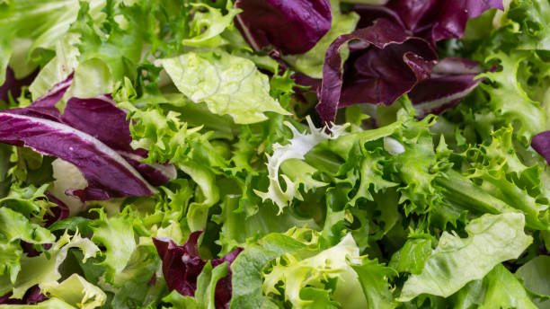 fond de salade, feuilles de salade verte de fraîcheur de frisee, salade romaine, radicchio - leaf vegetable radicchio green lettuce photos et images de collection