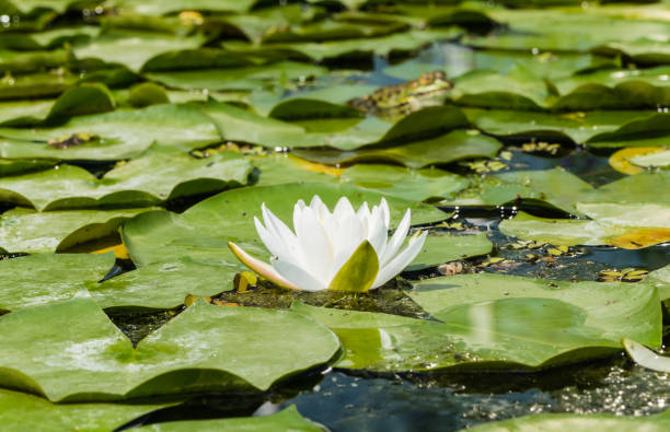 frog behind white waterlily - frog water lily pond sunlight imagens e fotografias de stock