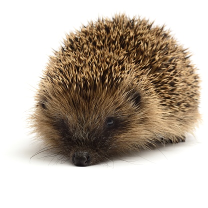 Young hedgehog(Erinaceus europaeus) isolated on a white background.
