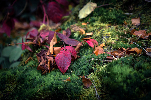 Follaje en musgo en otoño photo