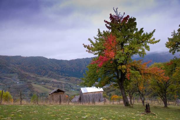 Rural mountain landscape with hay and autumn colorful trees stock photo