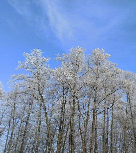 Trees covered with hoarfrost. Frosty weather. Wonderful winter in forest. Top tree branches in snow. Winter park with beautiful trees. Trees in snow in winter park. Cold weather. Winter landscape