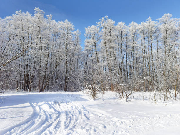 istock Trees covered with hoarfrost. Cold weather. Winter landscape 1301070841