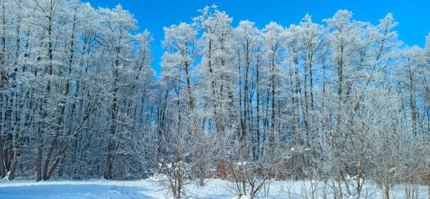 istock Trees covered with hoarfrost. Cold weather. Winter landscape 1301071040