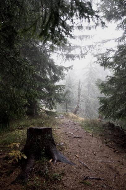 istock Dark forest trail in a fog 1301071049