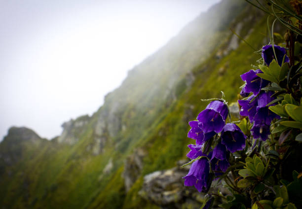 Violet Bluebell flowers on the foggy blurred background. Horizontal photo of green mountains landscape with lilac flower on the foreground.