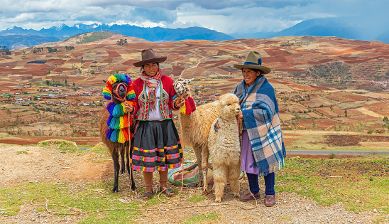 Peruvian indigenous quechua women with a llama (Lama glama) and alpaca (Vicugna pacos) with Andes agriculture fields, Sacred Valley of the Inca, Cusco, Peru.