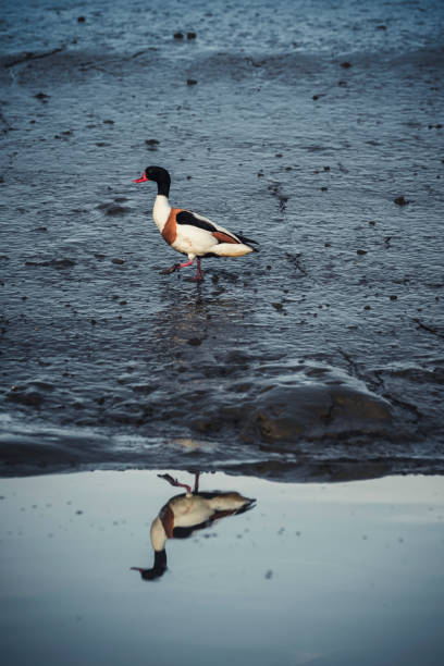Male common shelduck (Tadorna tadorna) in the Wadden Sea on a summer evening. Reflection in calm water. Side view. Spiekeroog, East Frisian Islands, Lower Saxony, Germany.