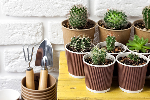 Cactus and succulent plants collection in paper cups on small yellow table miniature garden tools. Home garden