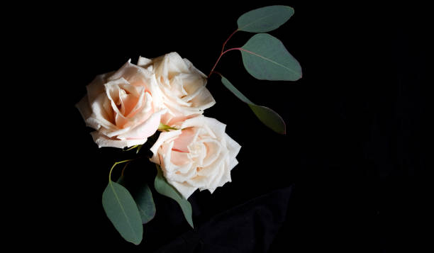 istock Cream roses and eucalyptus. Delicate flower arrangement on a black background. Low key photography. Copy space 1301075088
