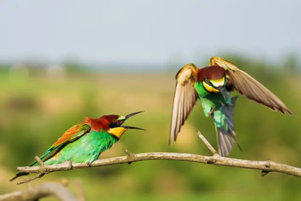 struggle for a place on a branch among beautiful birds, wild nature