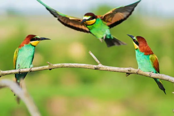 trinity of funny colored birds, wild nature