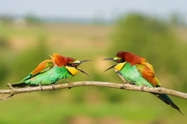 spring colored birds flirting sitting on a branch, wild nature