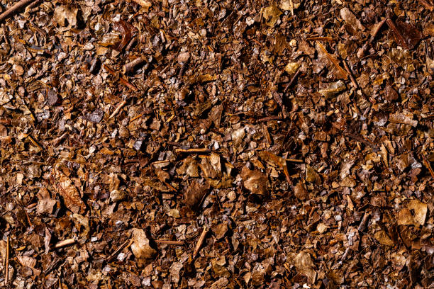 istock Bancha tea is a japanese green tea full frame macro 1301076193