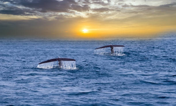 istock tails whales ocean water sunset 1301076195