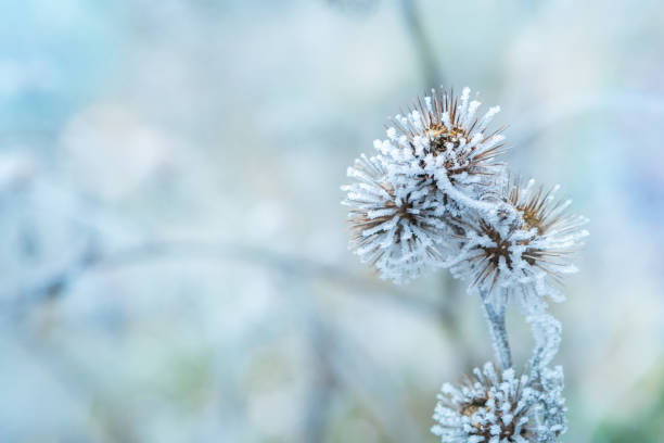 istock Frozen plants in winter with the hoarfrost. Burdock in selective focus. Winter scene 1301077776