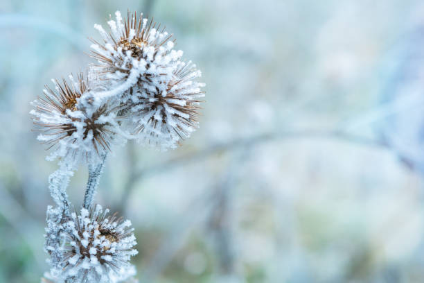 istock Frozen plants in winter with the hoarfrost. Burdock in selective focus. Winter scene 1301077782