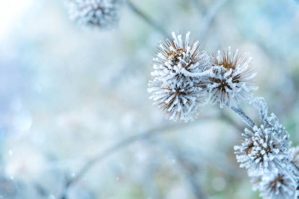 istock Frozen plants in winter with the hoarfrost. Burdock in selective focus. Winter scene 1301077783
