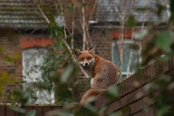 Photo of Urban red fox (Vulpes vulpes)