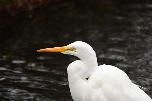 A young egret lives near a pond in the North China Plain